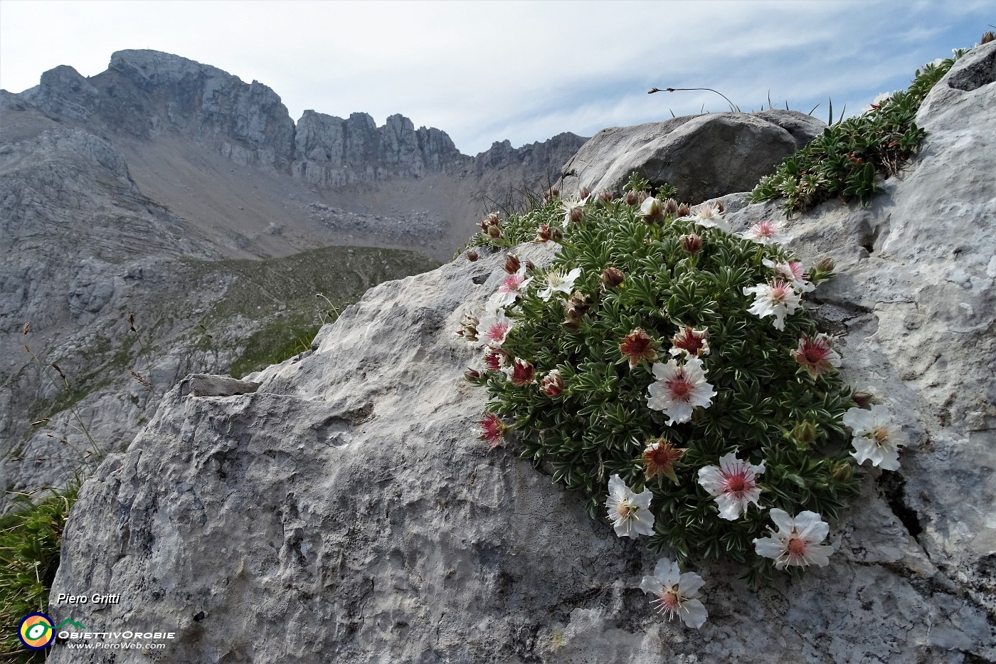 30 Camedrio alpino (Dryas octopetala) con vista in Arera.JPG
